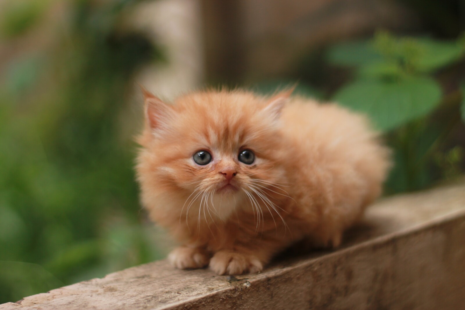 Jenis Kucing Persia Medium